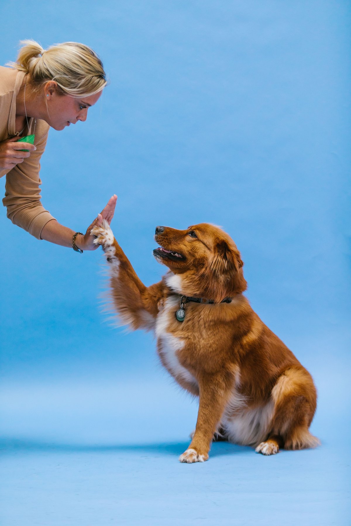 A woman teaching a happy brown dog to give a high five