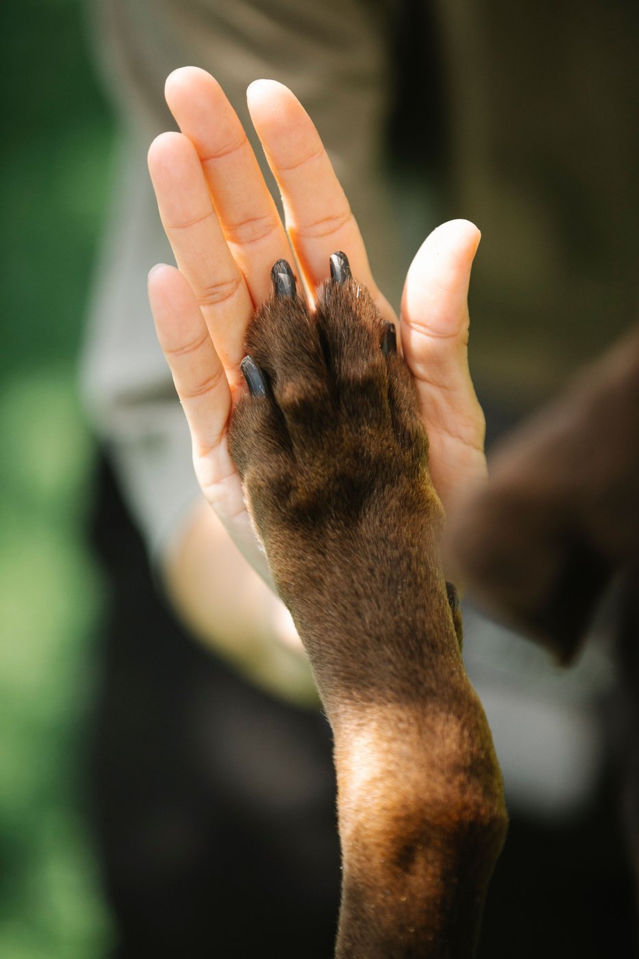 Close-up of a dog's paw meeting a person's hand in a high five